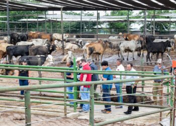 Tizimin y Mérida concentran casos de gusano barrenador en Yucatán
