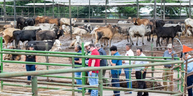 Tizimin y Mérida concentran casos de gusano barrenador en Yucatán