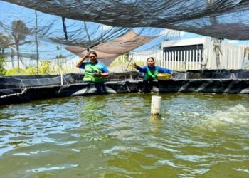 Apuesta Yucatán por tilapia ante creciente demanda en hoteles y supermercados