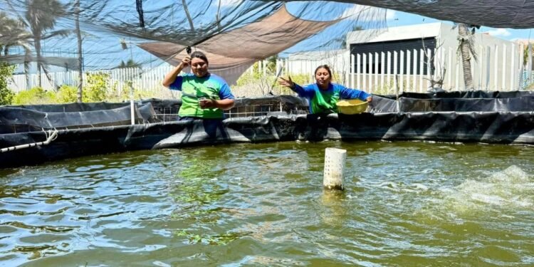 Apuesta Yucatán por tilapia ante creciente demanda en hoteles y supermercados