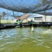 Apuesta Yucatán por tilapia ante creciente demanda en hoteles y supermercados