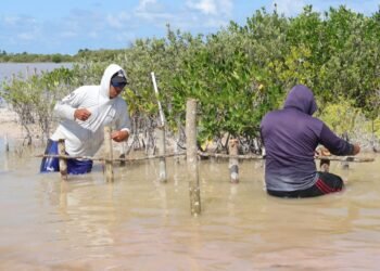 Yucatán intensifica acciones para proteger y blindar su medioambiente
