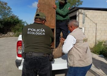 Venado Cola Blanca sorprende a vecinos de Kanasín tras ingresar a un domicilio