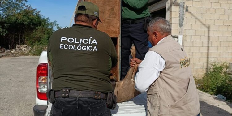 Venado Cola Blanca sorprende a vecinos de Kanasín tras ingresar a un domicilio