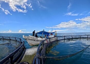 Refuerzan vigilancia para frenar pesca ilegal y proteger especies en riesgo