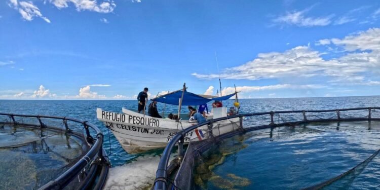 Refuerzan vigilancia para frenar pesca ilegal y proteger especies en riesgo