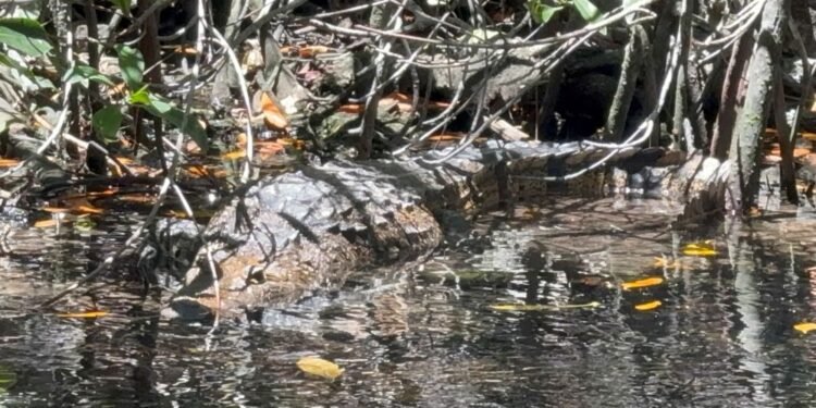 Cocodrilos, Medio Ambiente