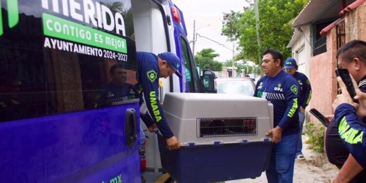 Umaba responde a más casos de maltrato y alista un operativo especial por fin de año