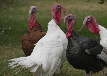 Pavo de Yucatán: líder productivo en México y protagonista de la tradición culinaria