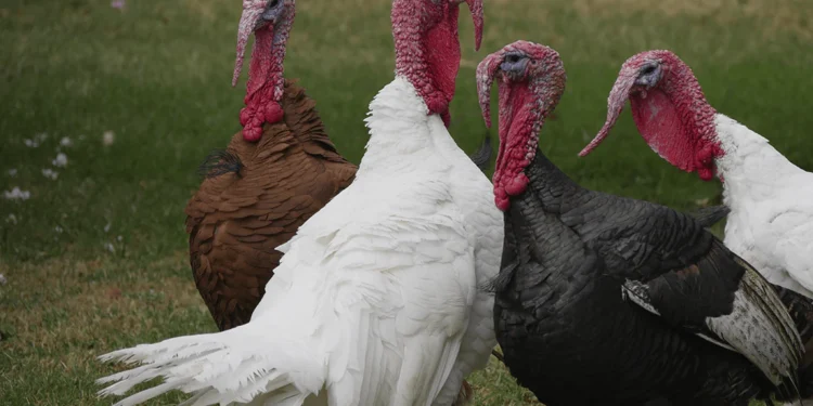 Pavo de Yucatán: líder productivo en México y protagonista de la tradición culinaria