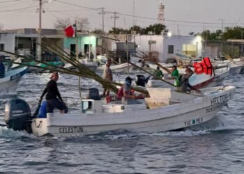 El mero entra en zona de riesgo por auge de pesca ilegal; amenaza economía local