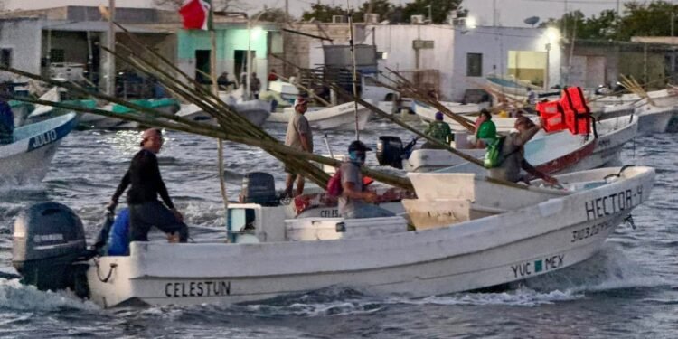 El mero entra en zona de riesgo por auge de pesca ilegal; amenaza economía local