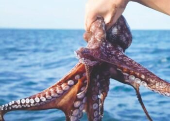 Pesca de pulpo maya se perfila para cierre histórico; romperá meta 2025