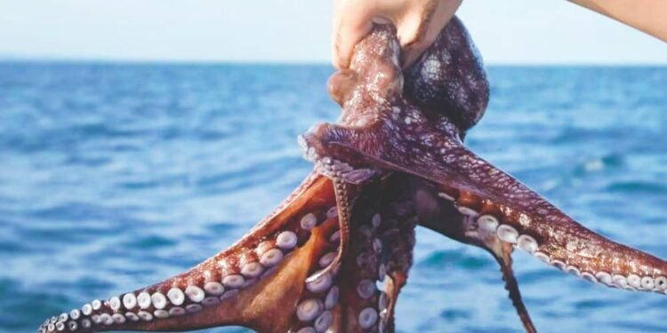 Pesca de pulpo maya se perfila para cierre histórico; romperá meta 2025