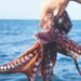 Pesca de pulpo maya se perfila para cierre histórico; romperá meta 2025