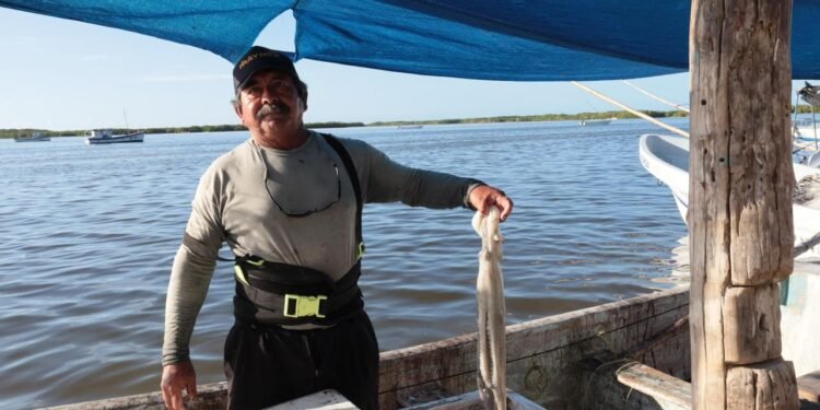 Temporada de pulpo 2025 cierra con 25 mil toneladas y balance positivo: Sepasy