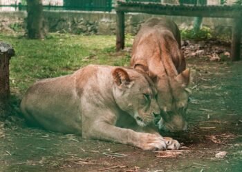 Parque Zoológico La Reina retoma actividades en Tizimín
