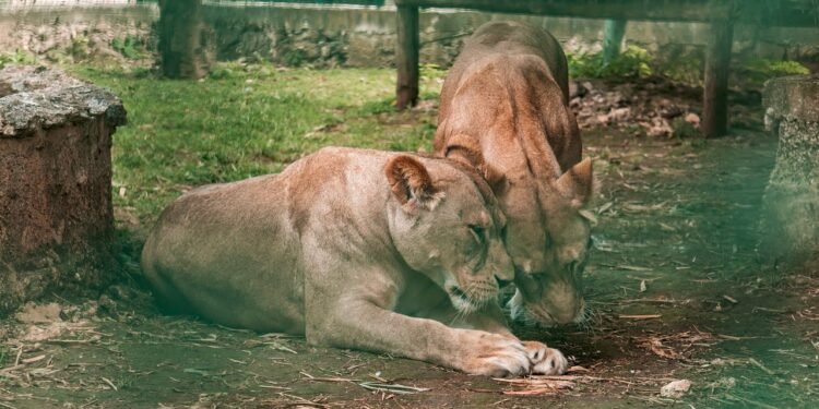 Parque Zoológico La Reina retoma actividades en Tizimín