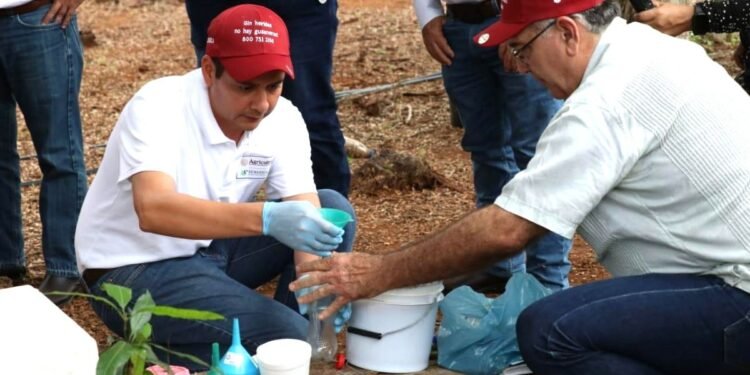 Instalan trampas de bajo costo para reducir la mosca del gusano barrenador