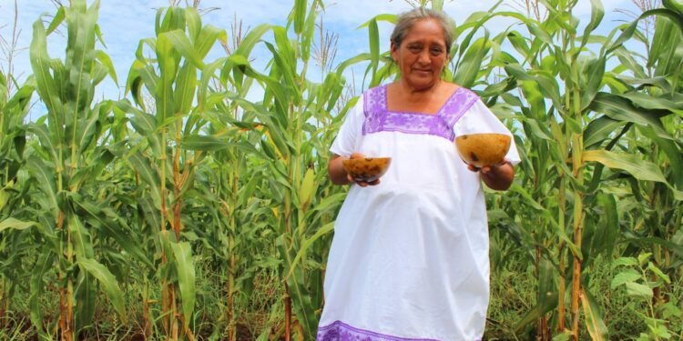 Feria de Productoras Locales, Mérida, Campo