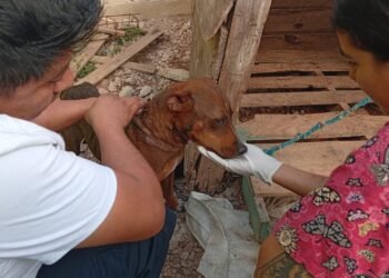 Rescate de “lomitos” en Kanasín activa política de cero tolerancia al maltrato
