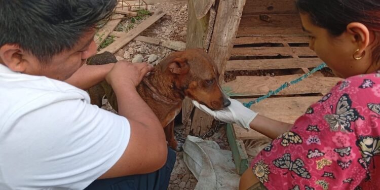 Rescate de “lomitos” en Kanasín activa política de cero tolerancia al maltrato