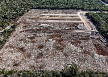 Ecocidio a plena luz del día: ignoran a Profepa y devastan Kinchil