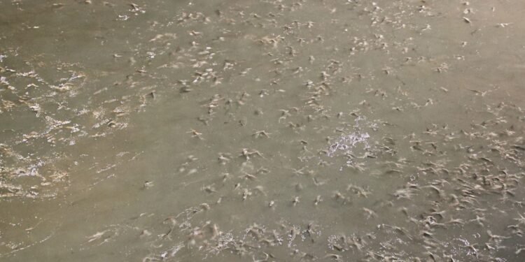 Avistan cientos de bagres durante la noche en Progreso