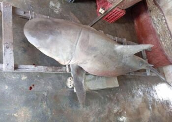 ¡Sorpresa en Celestún! Capturan tiburón toro dentro de la ría