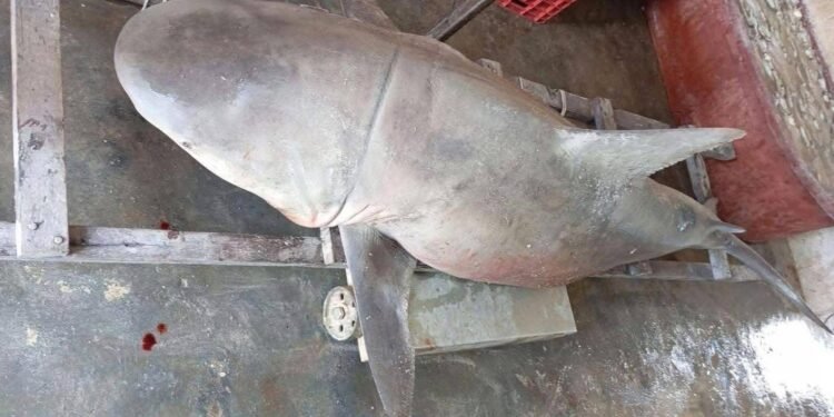 ¡Sorpresa en Celestún! Capturan tiburón toro dentro de la ría