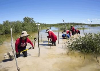 Chelem pierde sus manglares entre tala ilegal e impunidad
