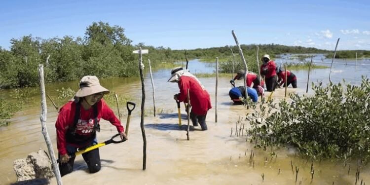 Chelem pierde sus manglares entre tala ilegal e impunidad
