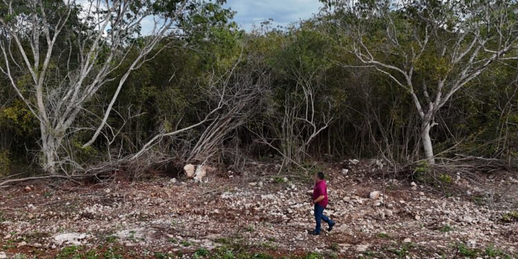 CRÍO arrasa selva… ahora en Hoctún; Profepa le clausuró actividades