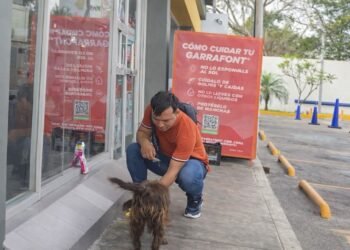 Joven yucateco conmueve tras alimentar a perrito callejero