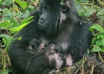 Gemelos de gorila nacen en plena alerta ambiental
