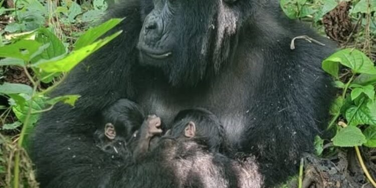 Gemelos de gorila nacen en plena alerta ambiental