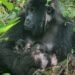 Gemelos de gorila nacen en plena alerta ambiental