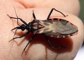 El mal de Chagas dejaría de avanzar en silencio: vacuna estaría lista en 2026
