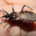 El mal de Chagas dejaría de avanzar en silencio: vacuna estaría lista en 2026