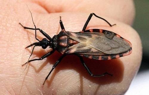 El mal de Chagas dejaría de avanzar en silencio: vacuna estaría lista en 2026