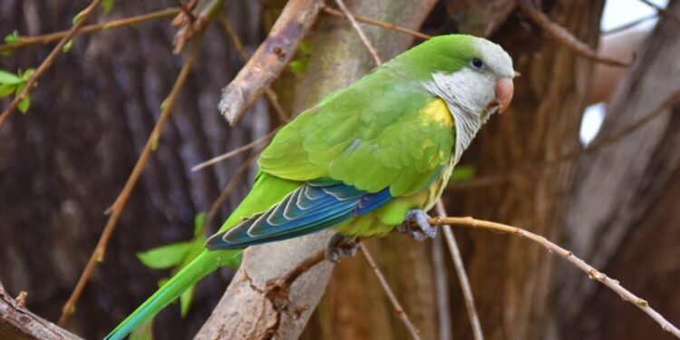 Alerta ambiental en Mérida por avance de especie exótica