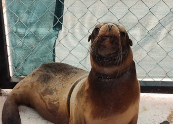 Rescatan lobo marino en riesgo en costas de Sonora