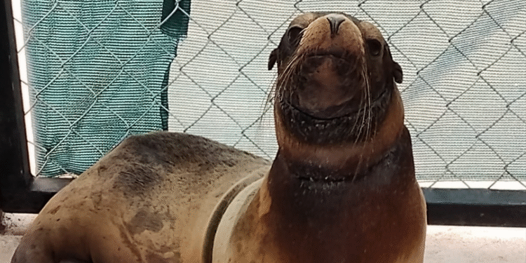 Rescatan lobo marino en riesgo en costas de Sonora