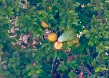 Un loro fuera de la selva revela un delito que persiste; alertan por tráfico ilegal de aves