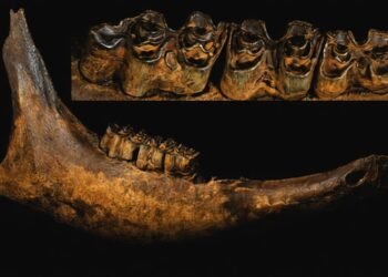 Fósiles, San Luis Potosí