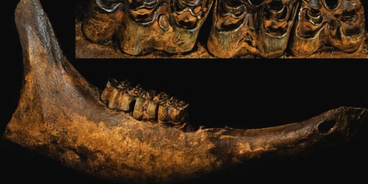 Fósiles, San Luis Potosí