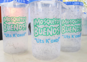 Ciencia para la salud: así frena Yucatán dengue, zika y chikungunya