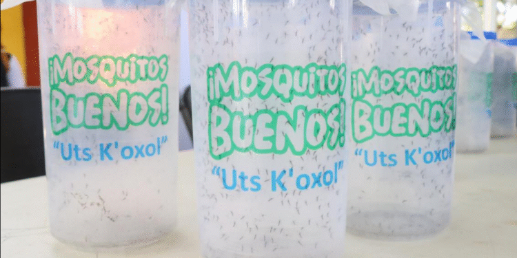 Ciencia para la salud: así frena Yucatán dengue, zika y chikungunya