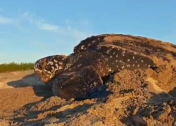 Guardianes del Pacífico: tortuga laúd protagoniza nuevo capítulo de conservación