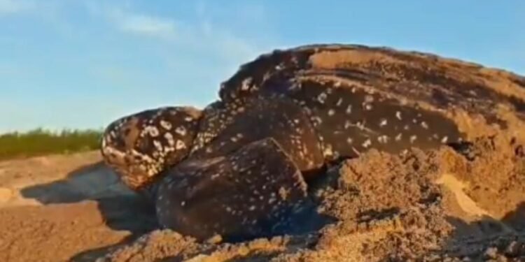 Guardianes del Pacífico: tortuga laúd protagoniza nuevo capítulo de conservación